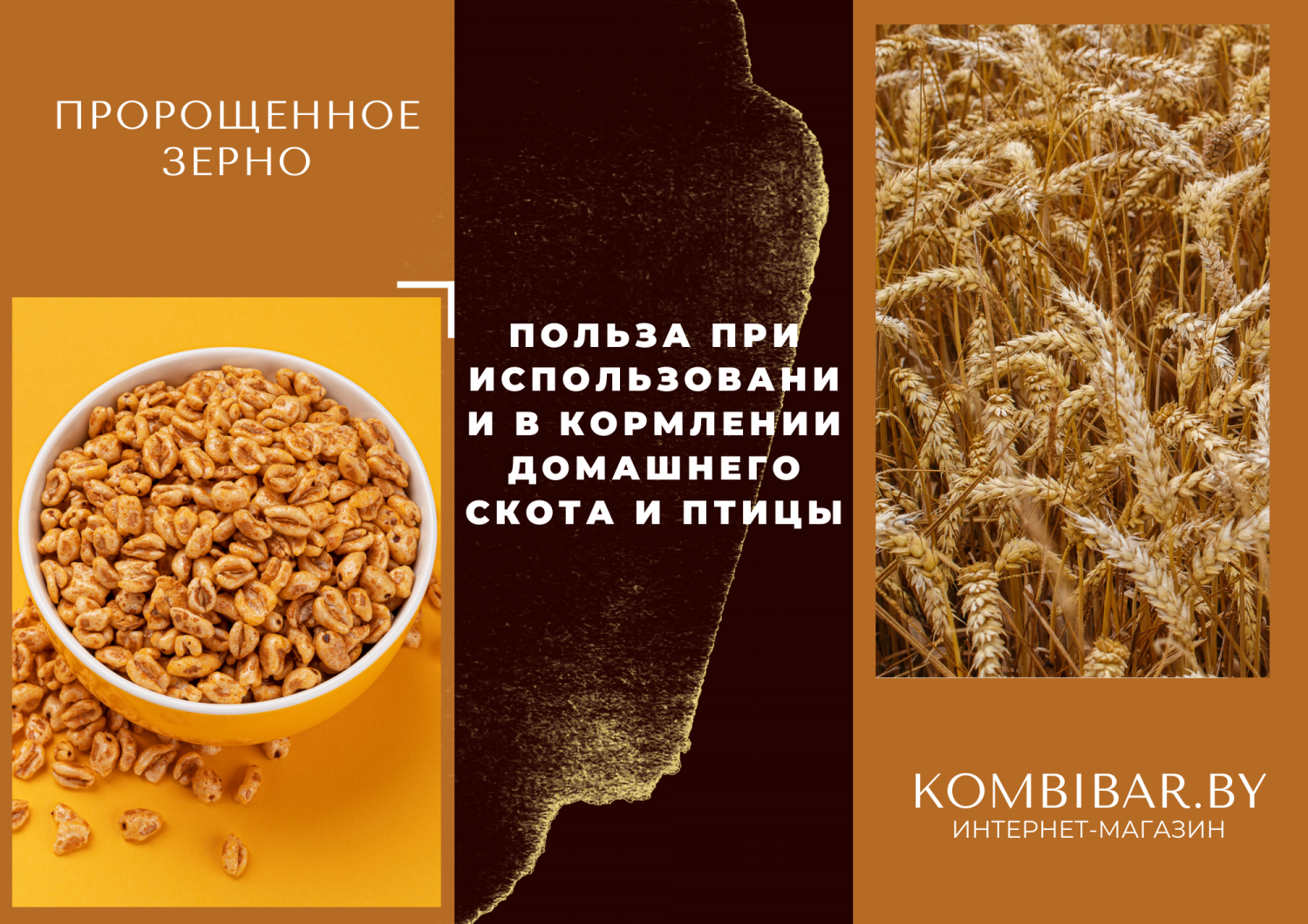 Полезные злаковые. Пророщенное зерно польза. Польза зерна. Пророщенная пшеница полезность. Польза зерновых продуктов.